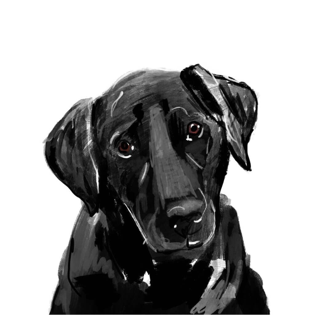 Woodrow de labrador