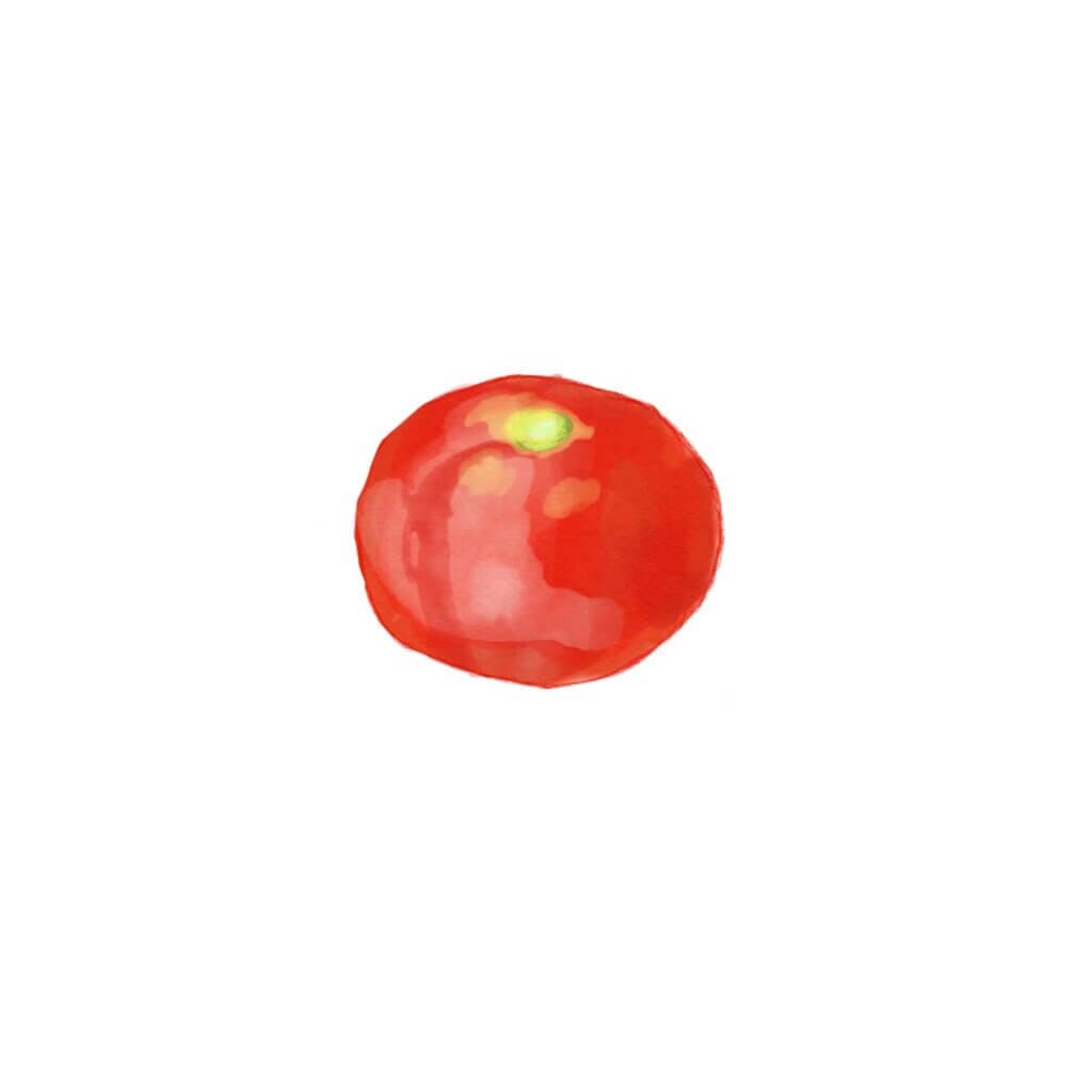 Tomaat