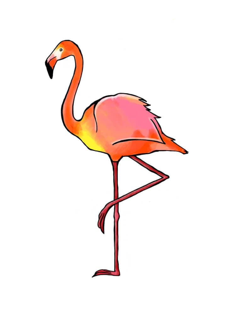 Flamingo
